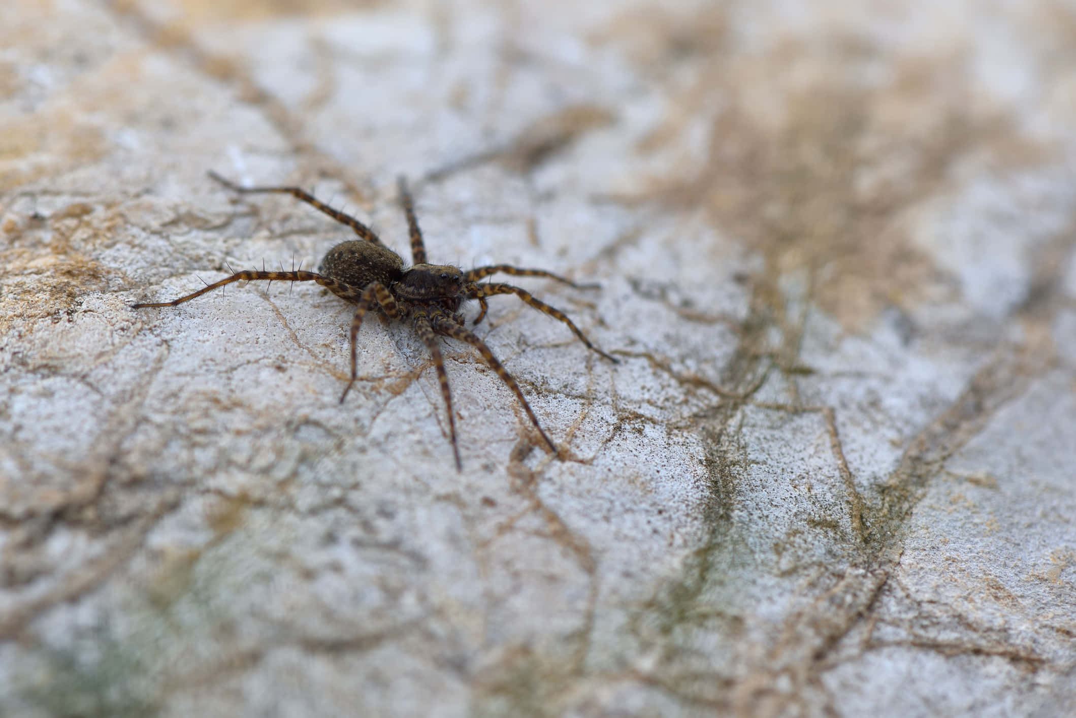 Wolf Spider 桌布 壁紙 — 一隻棕色蜘蛛在自然光下，棲息於紋理清晰、風化的石頭表面上的詳細特寫。