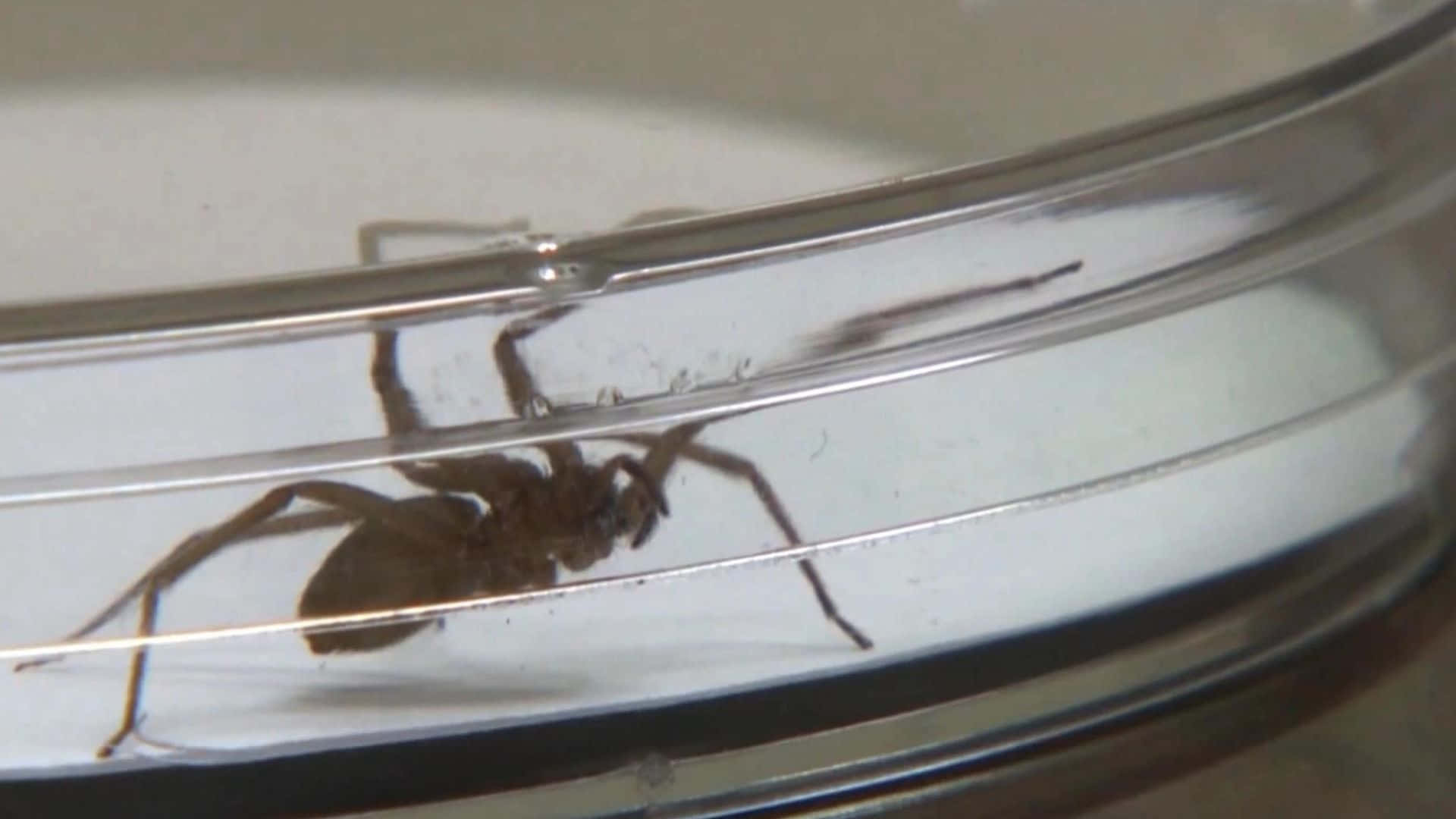 Brown Recluse Spider 桌布 壁紙 — 一隻棕色蜘蛛在透明玻璃容器內的近距離特寫，可見金屬帶。