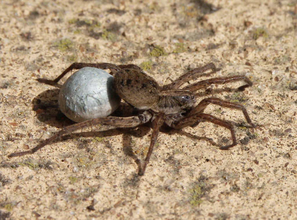 Wolf Spider 桌布 壁紙 — 一隻棕色蜘蛛攜帶一個大的銀色卵囊，穿過陽光照射的沙質表面，上面有稀疏的綠色苔蘚。