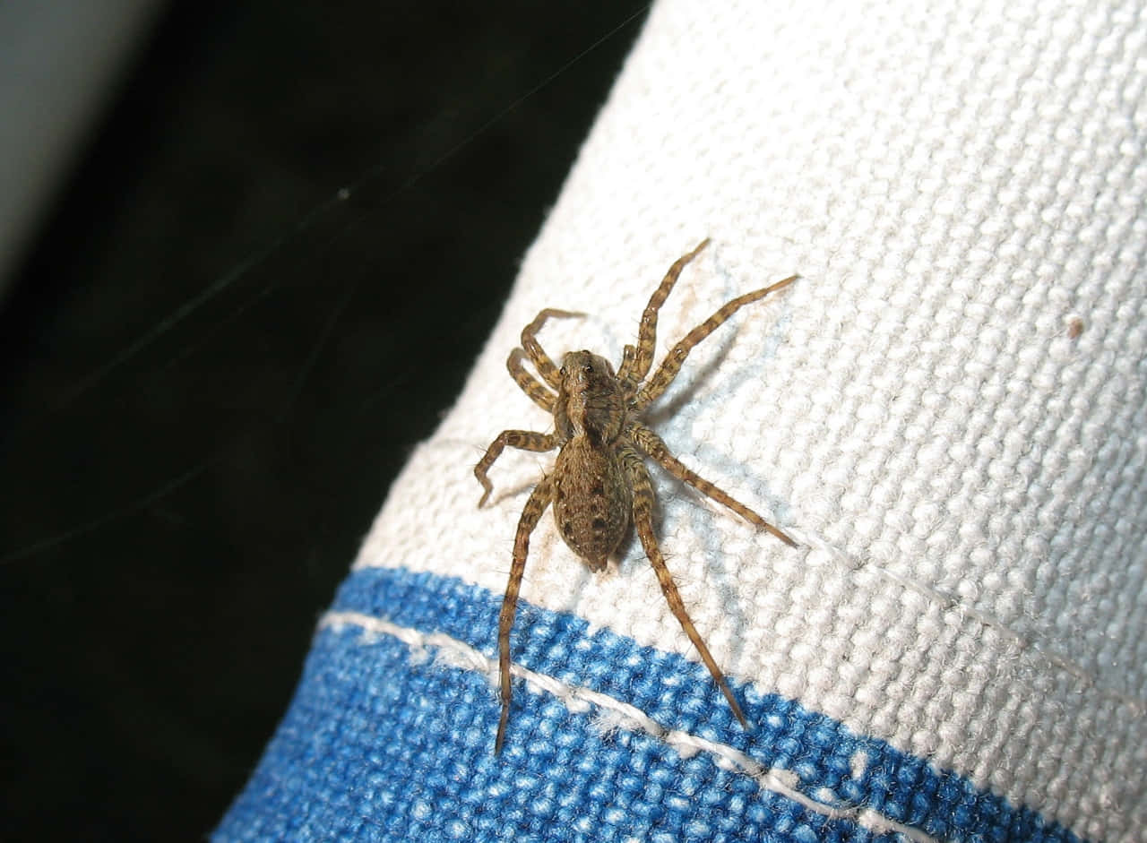 Wolf Spider 桌布 壁紙 — 一隻棕色蜘蛛的特寫，牠在有紋理的白色和藍色布料上休息，附近有微弱的蜘蛛網。
