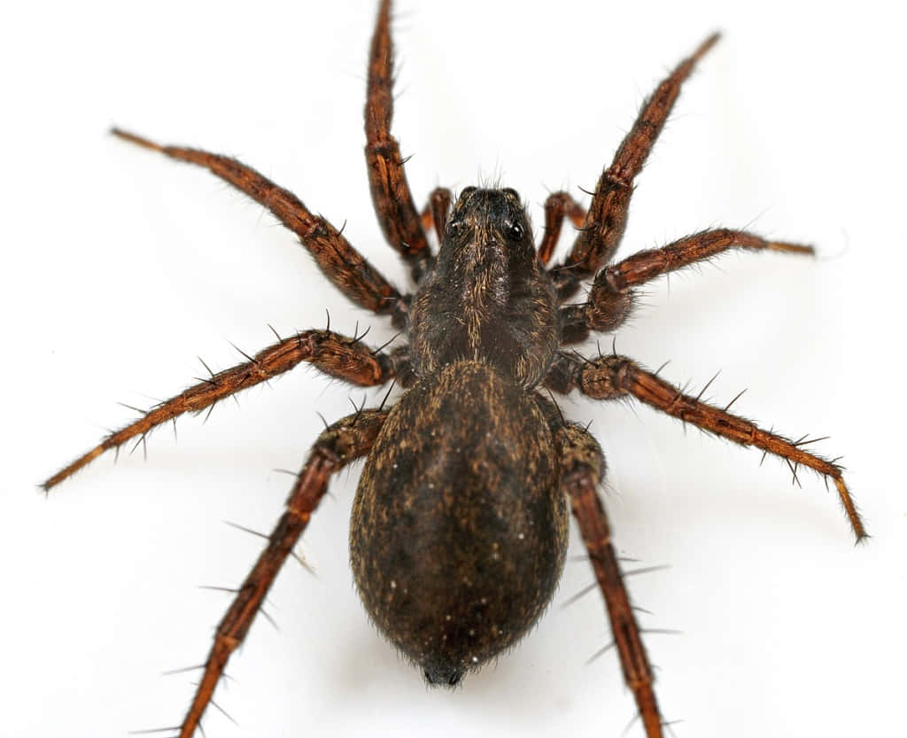 Wolf Spider 桌布 壁紙 — 一隻棕色蜘蛛的詳細特寫，有毛茸茸的腿和刺，背景是純白色。