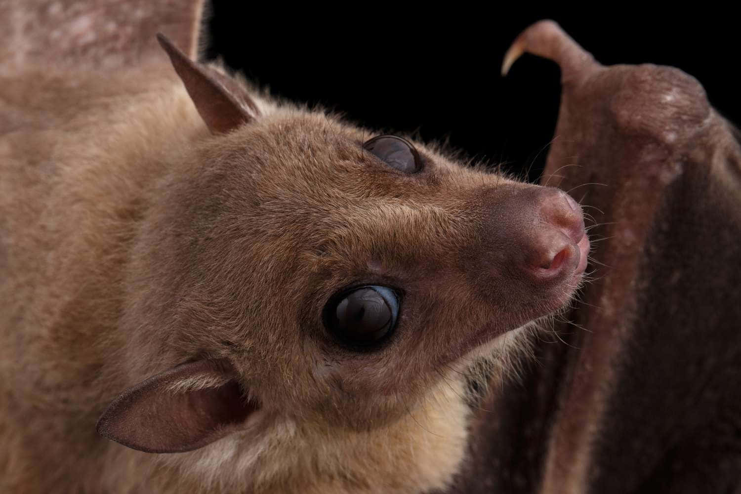 Bats 桌布 壁紙 — 一隻棕色蝙蝠的特寫，擁有大的深色眼睛和柔軟的毛髮，背景為黑色。