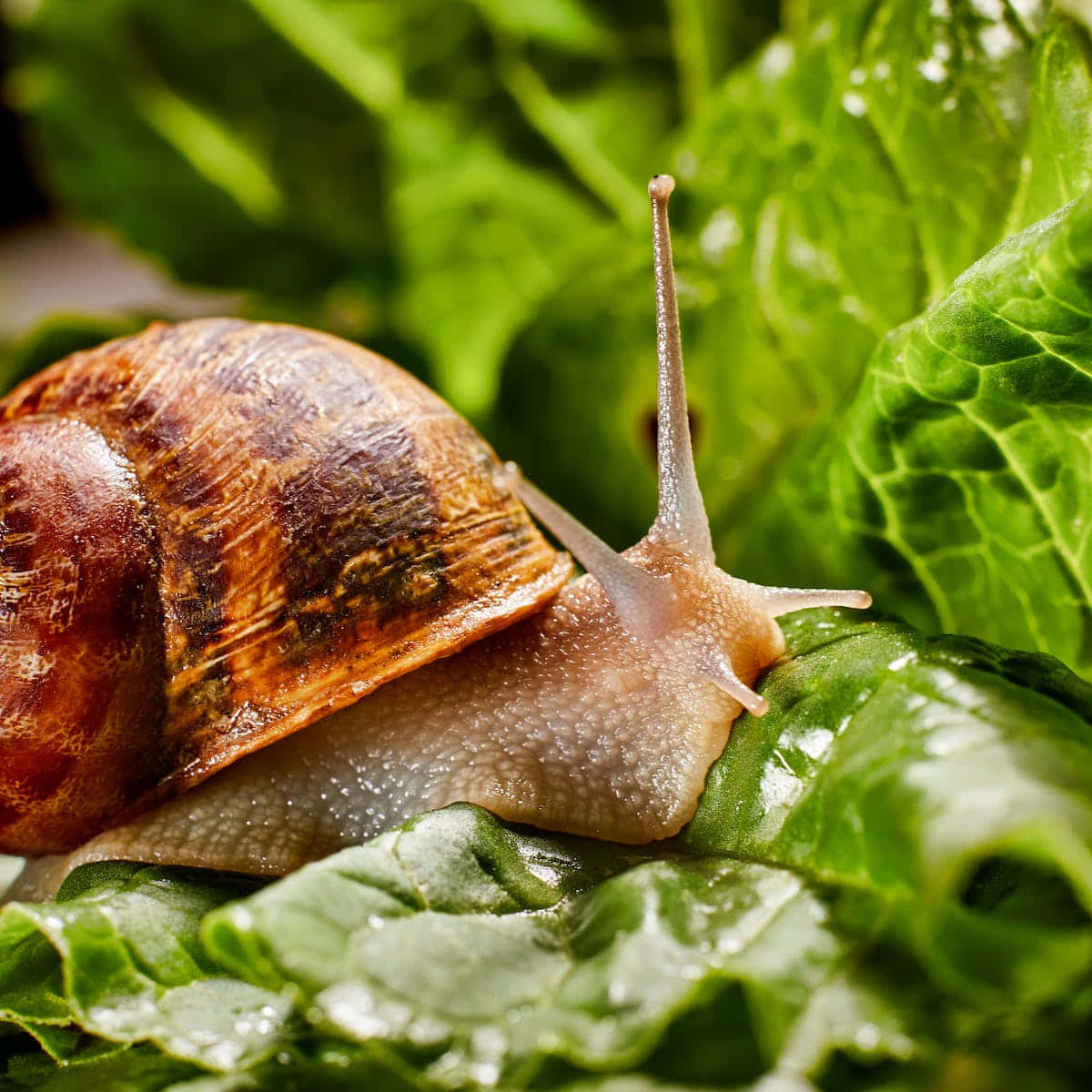 Snail 桌布 壁紙 — 一隻棕色蝸牛伸出觸角，在鮮綠色的萵苣葉上爬行的特寫照片。