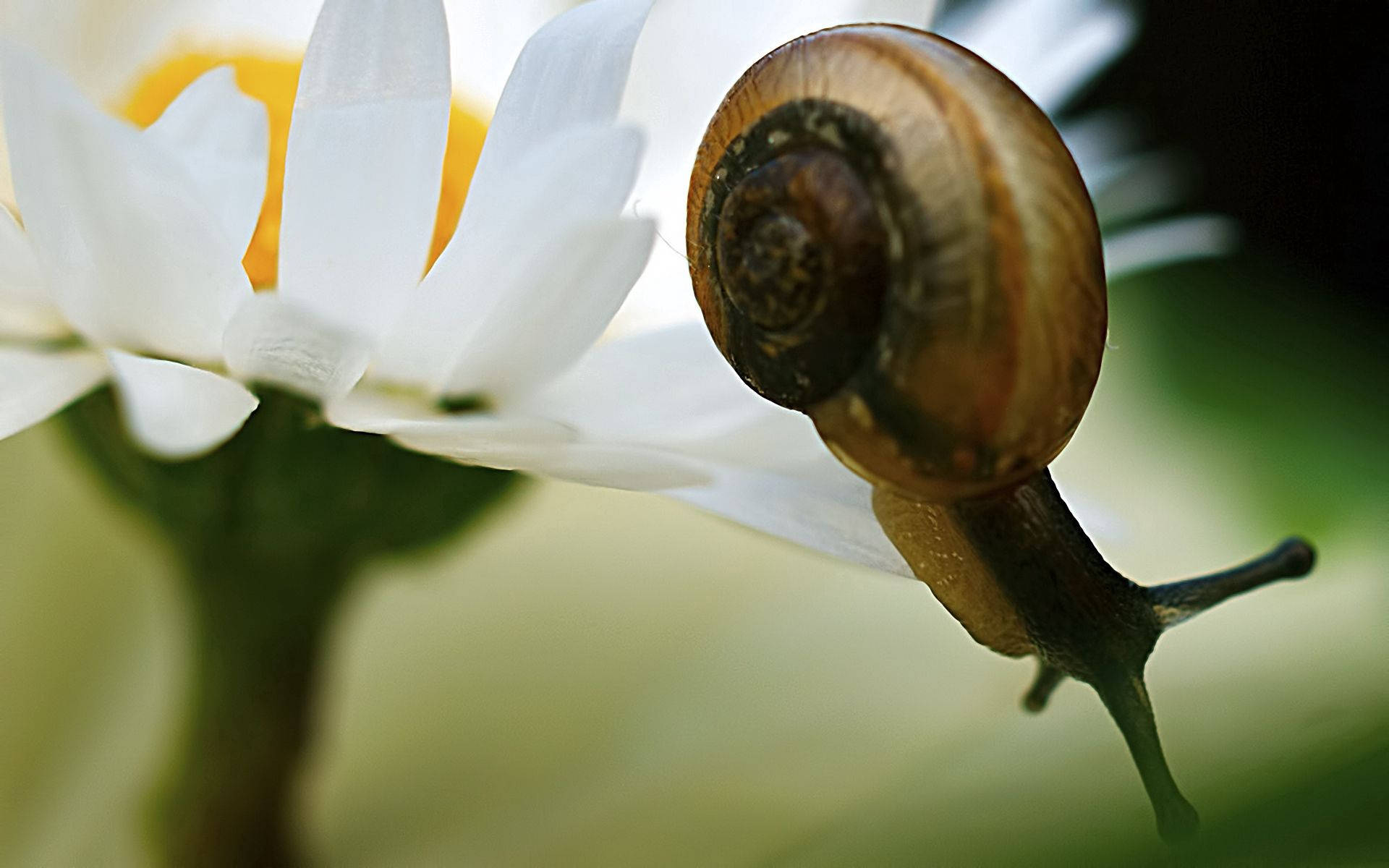 Snail 桌布 壁紙 — 一隻棕色蝸牛在白色雛菊（黃色花心）上爬行的特寫，背景為柔和的綠色。