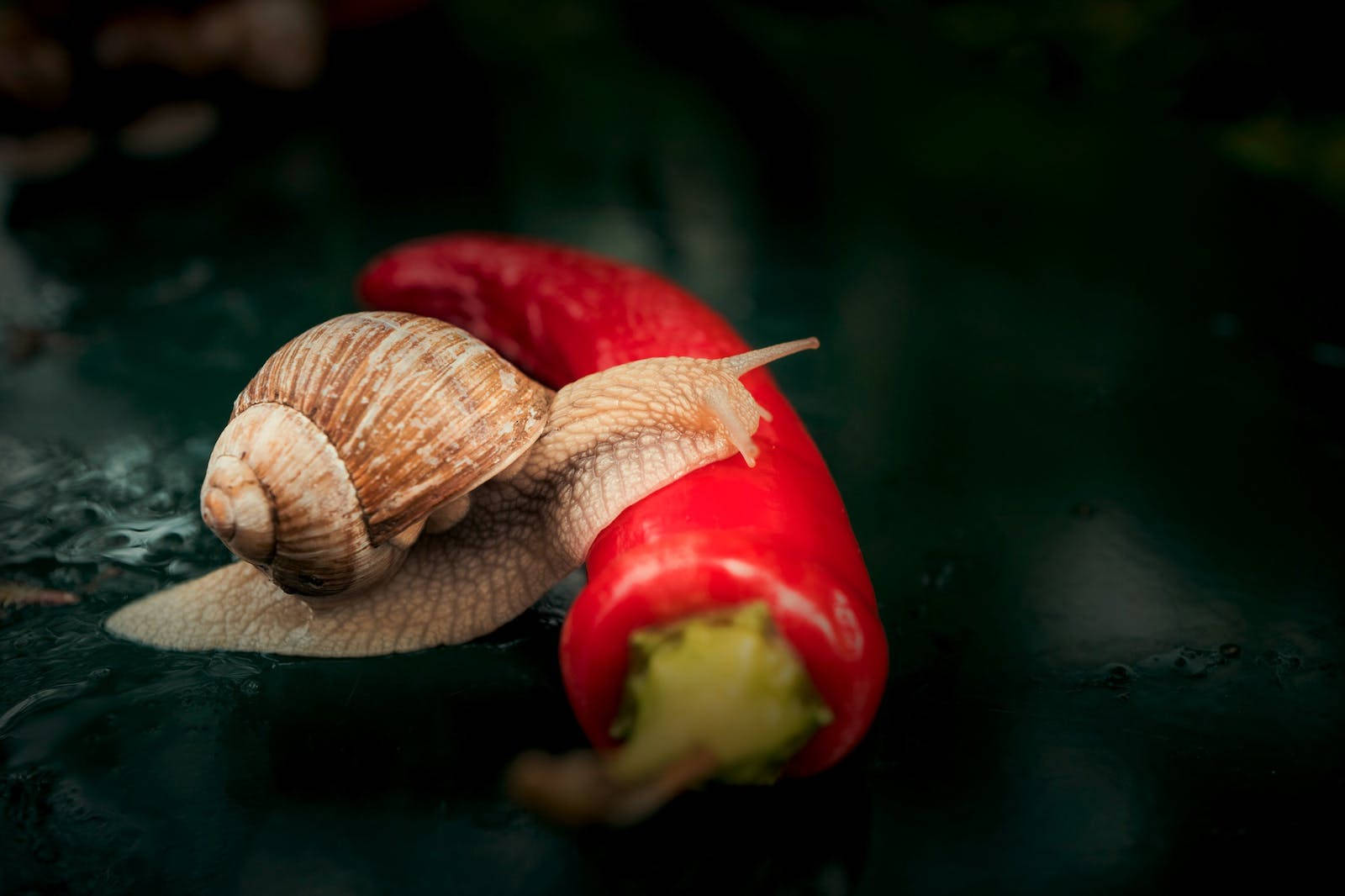 Snail 桌布 壁紙 — 一隻棕色蝸牛在黑暗潮濕的表面上，緩慢地爬過一個鮮紅色的辣椒。