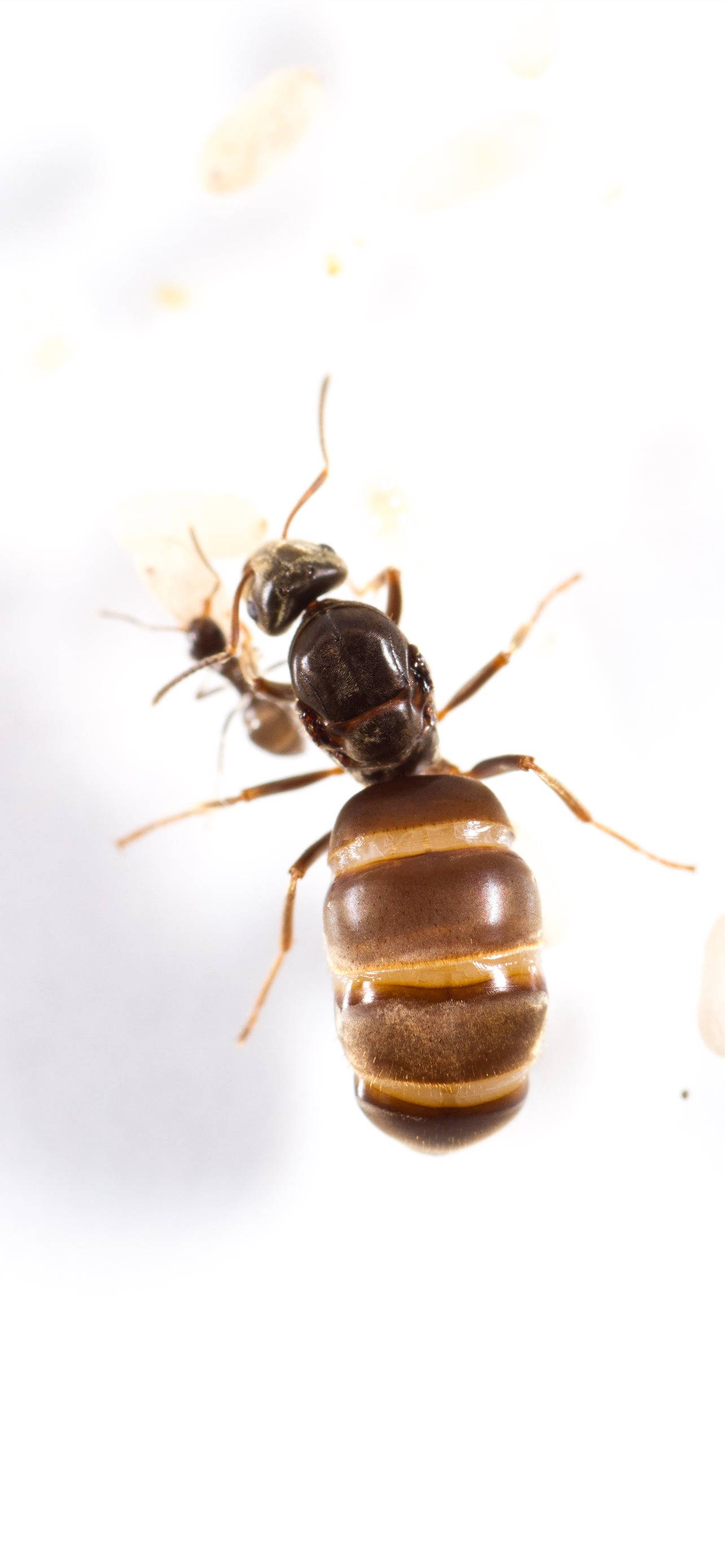 ant 桌布 壁紙 — 一隻棕色螞蟻的微距特寫，腹部有節，背景為亮白色。