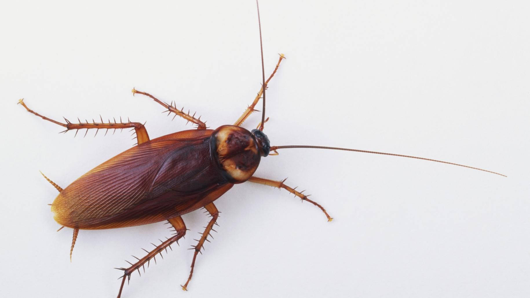 Cockroach 桌布 壁紙 — 一隻棕色蟑螂的特寫照片，有長觸角和多刺的腿，背景是純白色。