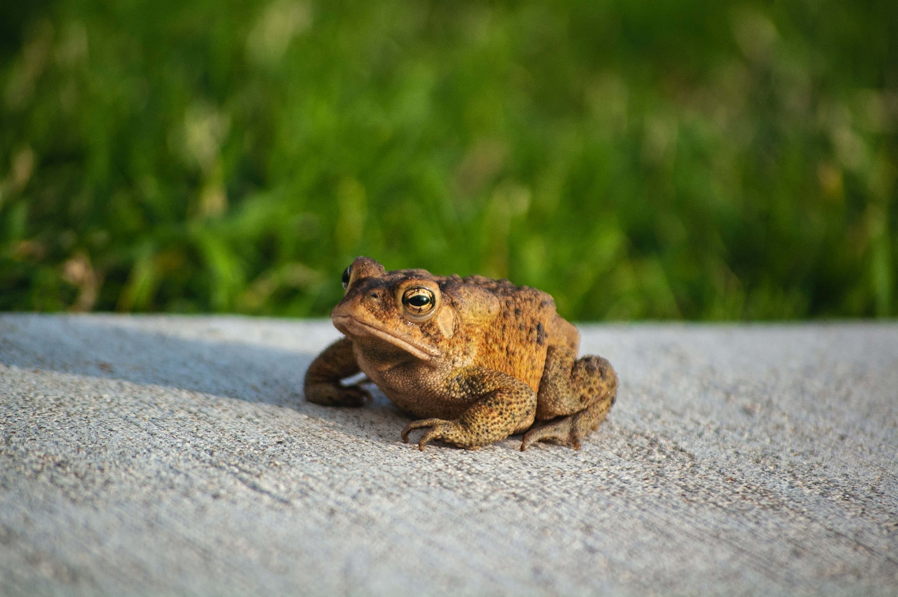 Frog 桌布 壁紙 — 一隻棕色蟾蜍在紋理混凝土表面上休息的特寫，背後有模糊的綠色草地。