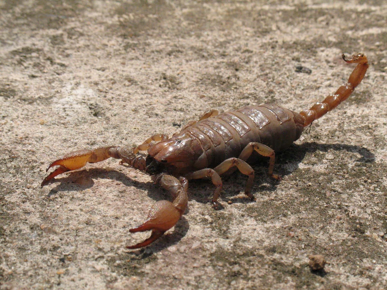 scorpion 桌布 壁紙 — 一隻棕色蠍子在明亮陽光下棲息在粗糙混凝土上的詳細特寫。
