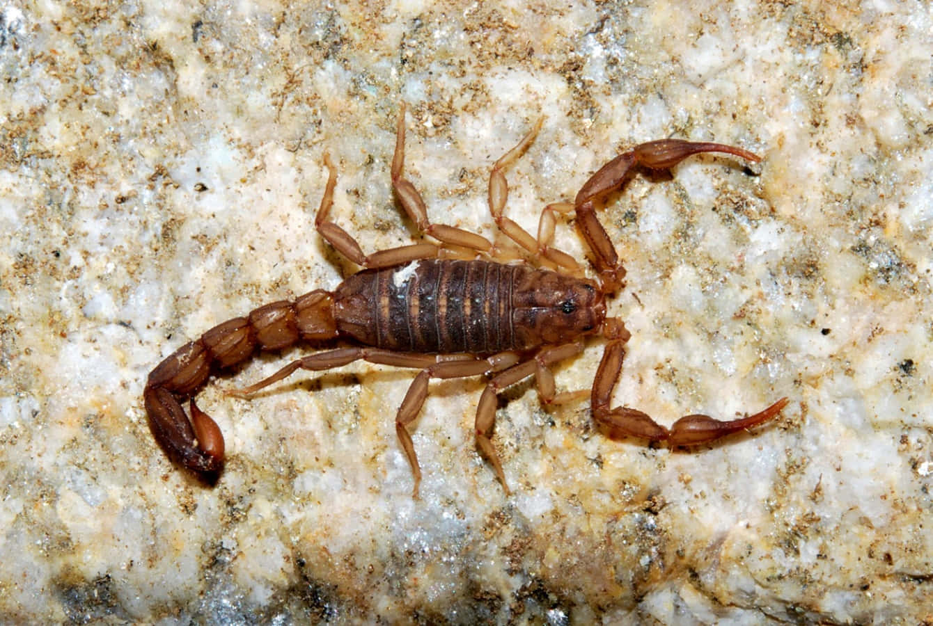 scorpion 桌布 壁紙 — 一隻棕色蠍子的詳細特寫，停在一塊有紋理、有斑點的岩石表面。