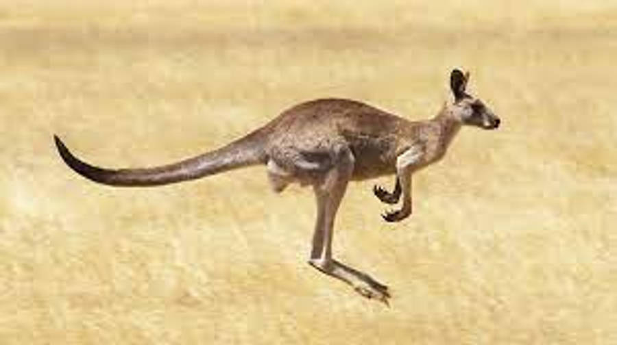Kangaroo 桌布 壁紙 — 一隻棕色袋鼠動態地跳過陽光照耀的金色草地平原。