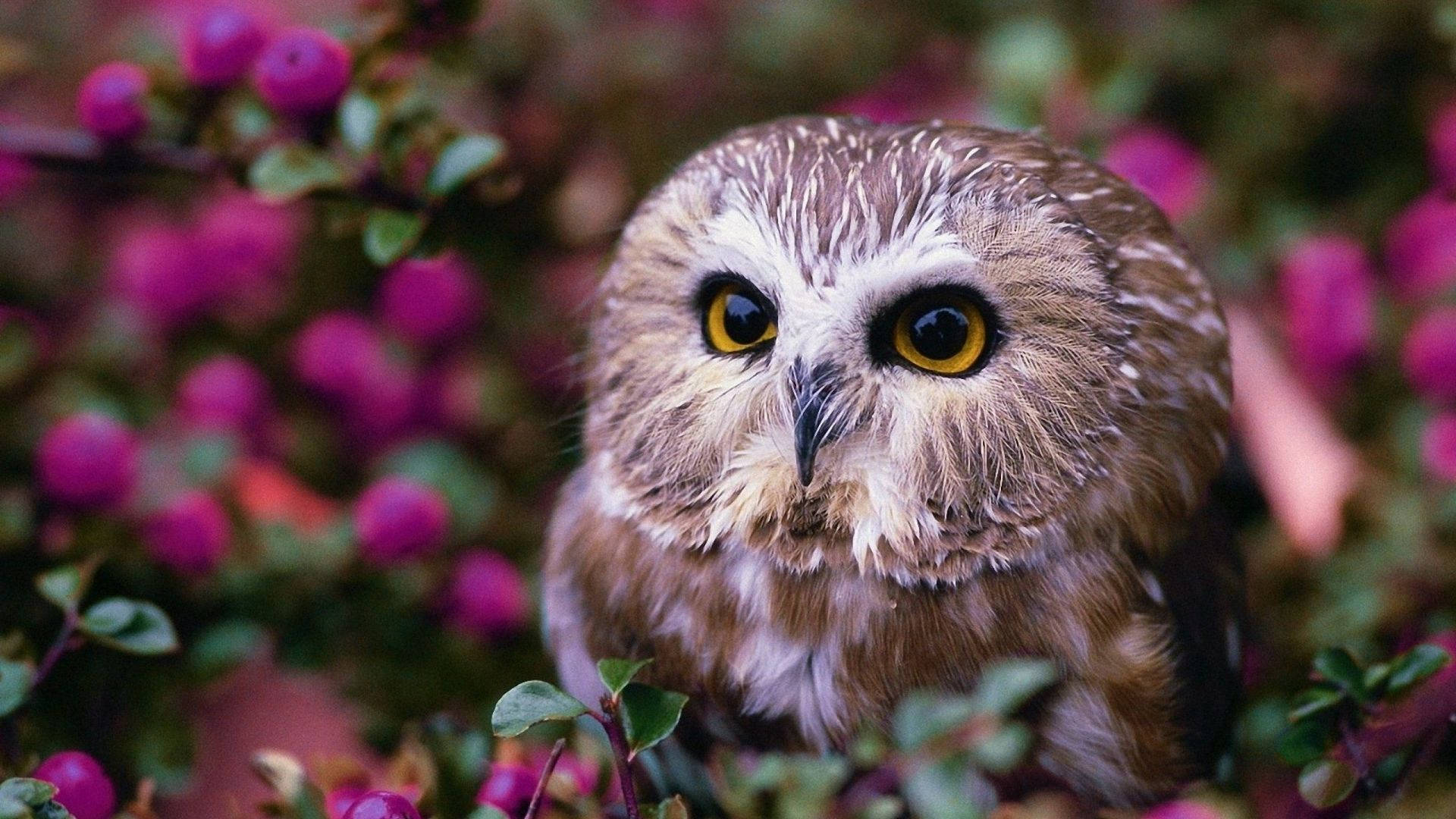 Baby Owl 桌布 壁紙 — 一隻棕色貓頭鷹的特寫，擁有明亮的黃色眼睛，棲息在鮮豔的粉紅色漿果和綠葉之間。