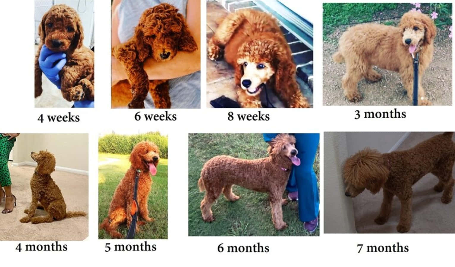 Fluffy Puppy 桌布 壁紙 — 一隻棕色貴賓犬幼犬從4週大到7個月大的成長過程，以分階段照片展示，尺寸和場景不斷變化。