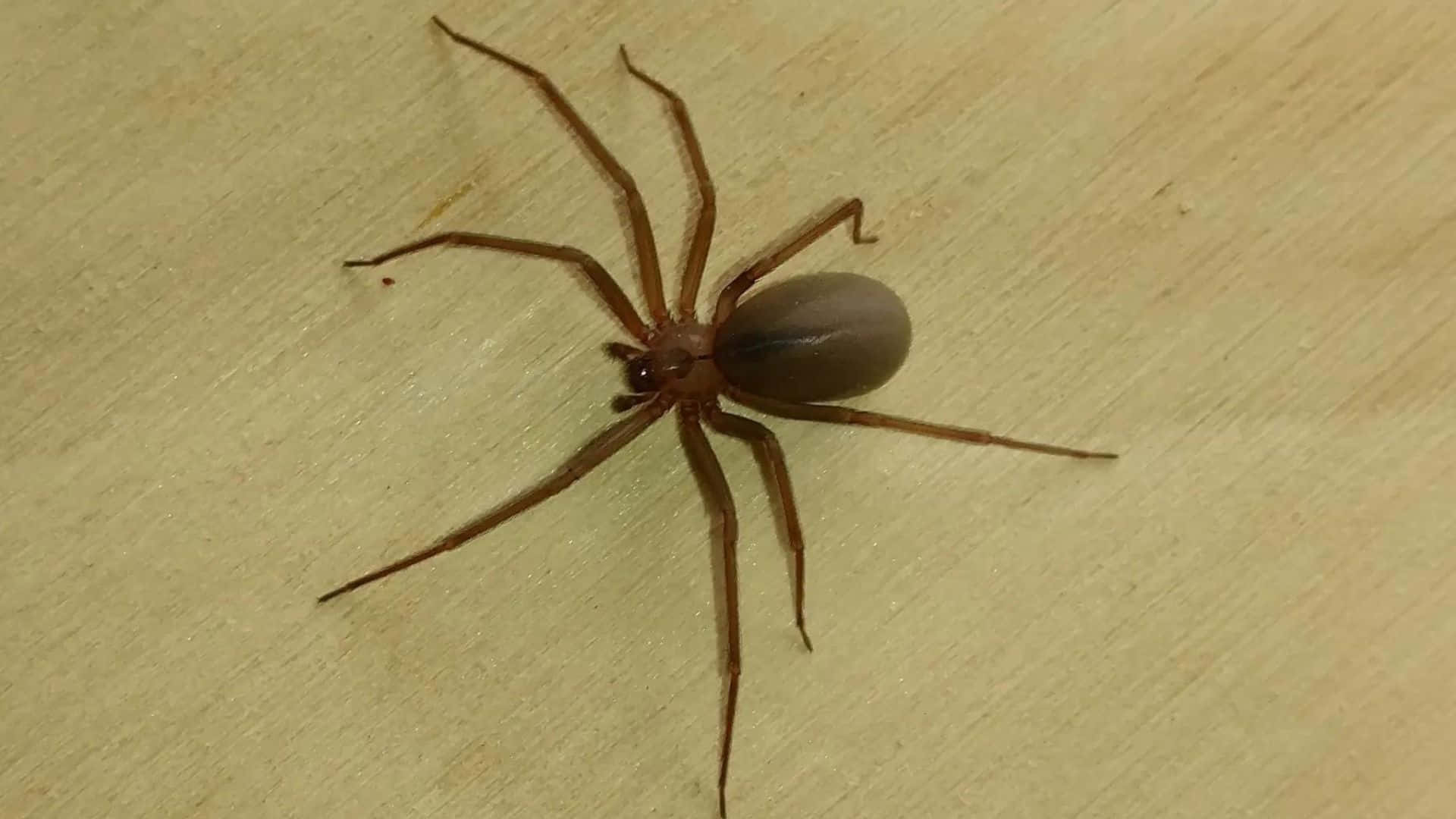 Brown Recluse Spider 桌布 壁紙 — 一隻棕色長腿蜘蛛停留在淺色木質表面上，展現天然木紋紋理。