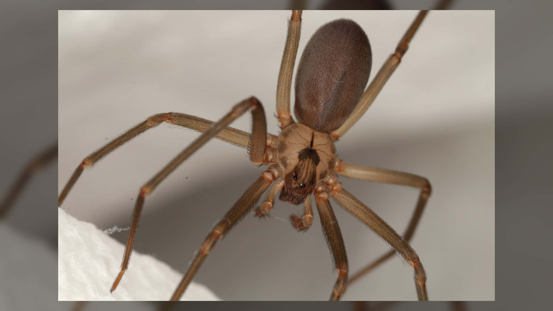 Brown Recluse Spider 桌布 壁紙 — 一隻棕色長腿蜘蛛在白色紋理表面上休息的特寫照片。