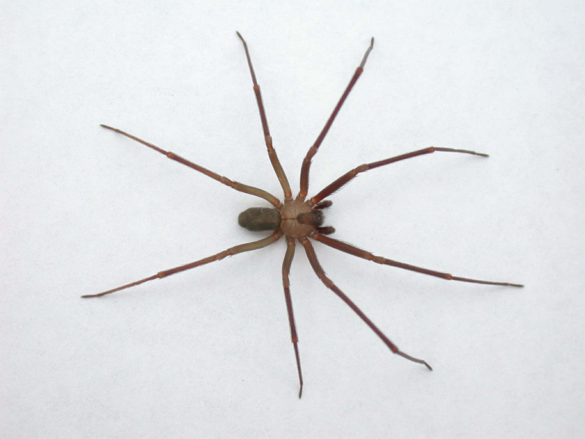 Brown Recluse Spider 桌布 壁紙 — 一隻棕色長腿蜘蛛在純白色表面上休息的特寫照片。