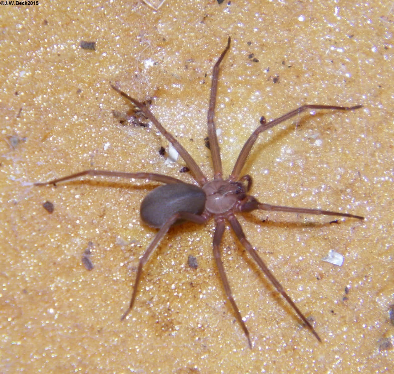Brown Recluse Spider 桌布 壁紙 — 一隻棕色長腿蜘蛛在質感沙地上休息的特寫照片。