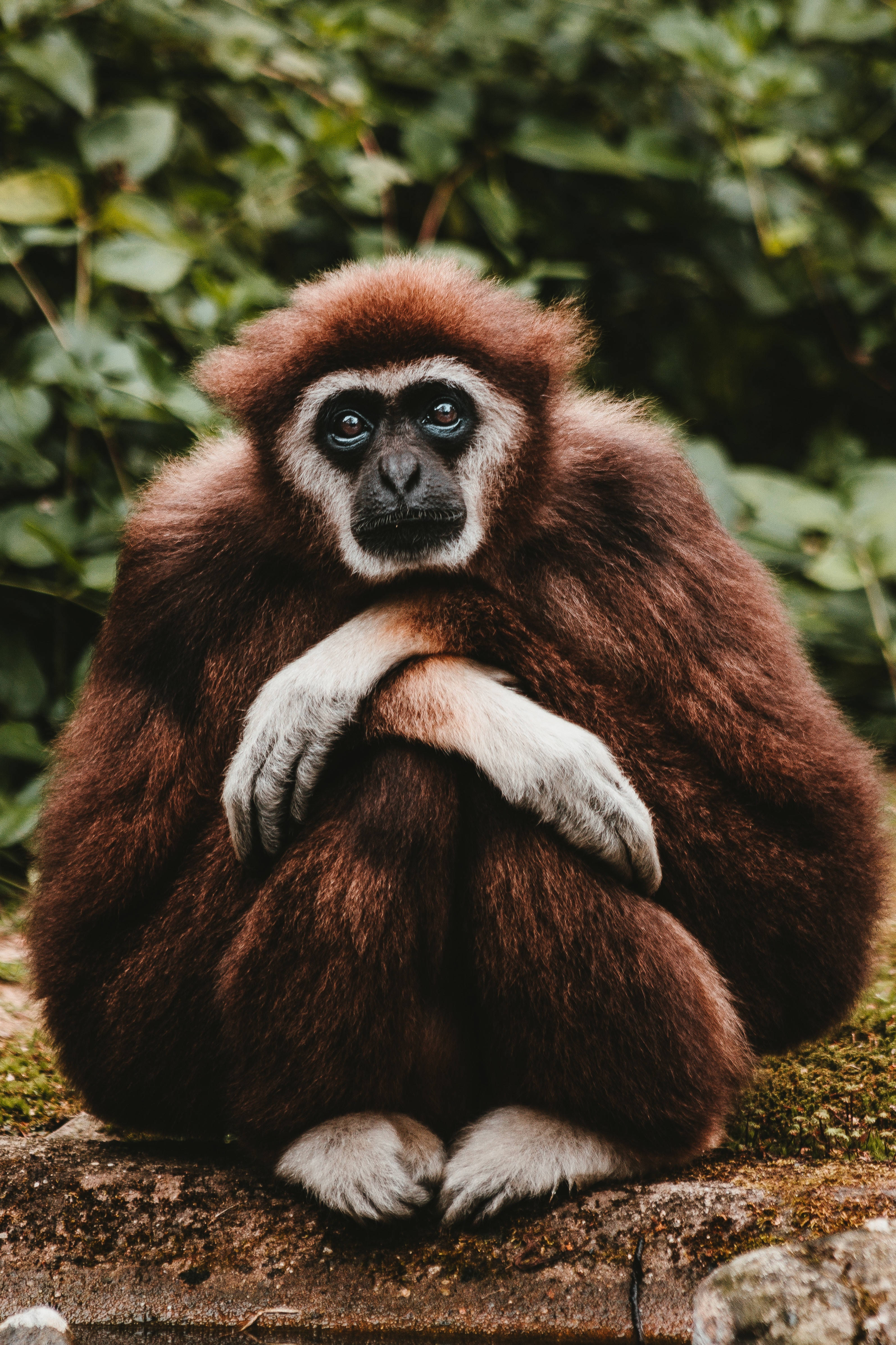 Gibbon 桌布 壁紙 — 一隻棕色長臂猿，有白色手和臉，平靜地坐在長滿青苔的石頭上，周圍是綠色樹葉的特寫。