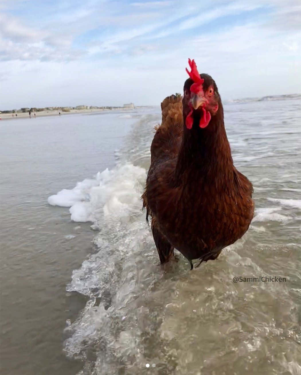 動物 桌布 壁紙 — 一隻棕色雞冠紅色的雞站在沙灘上淺淺的海浪中，天空多雲。