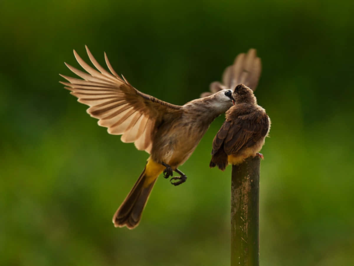 birds 桌布 壁紙 — 一隻棕色鳥兒展開黃色尾巴的翅膀，餵食棲息在木柱上的小雛鳥，背景是柔和的綠色。