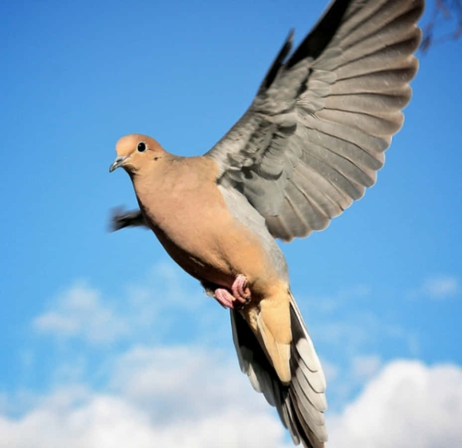 Dove 桌布 壁紙 — 一隻棕色鴿子在藍天白雲中優雅地翱翔。
