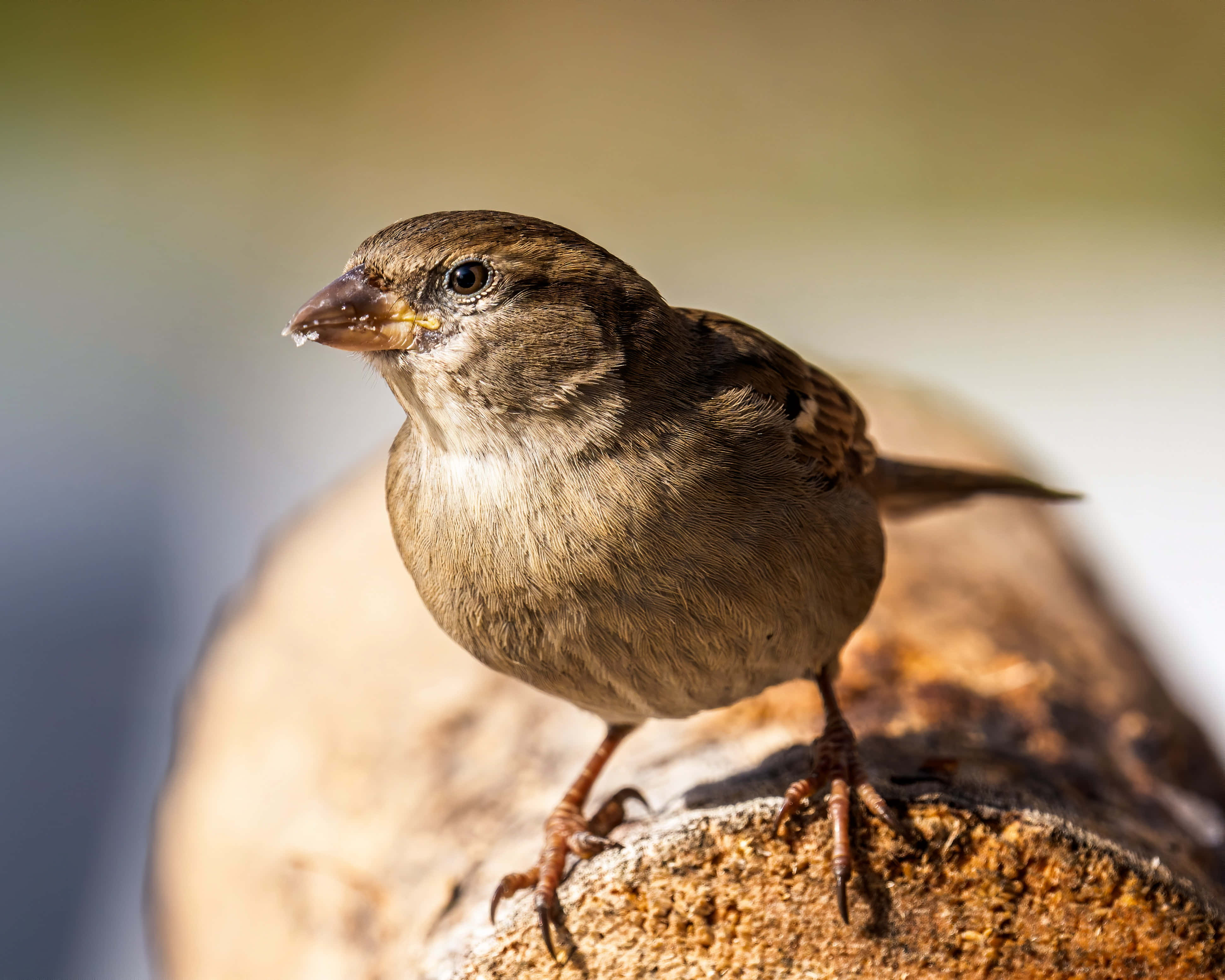 sparrow 桌布 壁紙 — 一隻棕色麻雀棲息在陽光照耀的木頭上，背景柔和模糊的近距離照片。