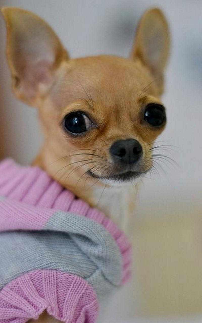 Chihuahua 桌布 壁紙 — 一隻棕褐色吉娃娃的近照，穿著粉灰色針織毛衣，有一雙黑色大眼睛。