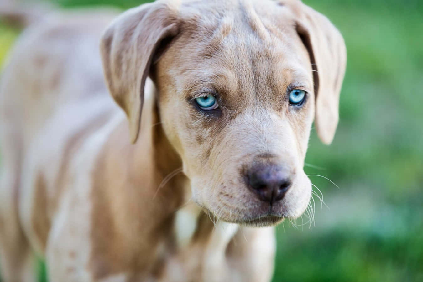 Catahoula Dog 桌布 壁紙 — 一隻棕褐色小狗的特寫，擁有引人注目的藍色眼睛，在模糊的綠色背景下凝視著。