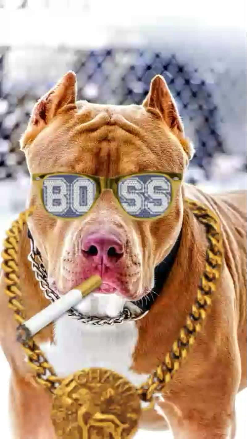 狗 桌布 壁紙 — 一隻棕褐色比特犬戴著超大『BOSS』太陽眼鏡和一條金鏈，嘴裡叼著一根香煙。