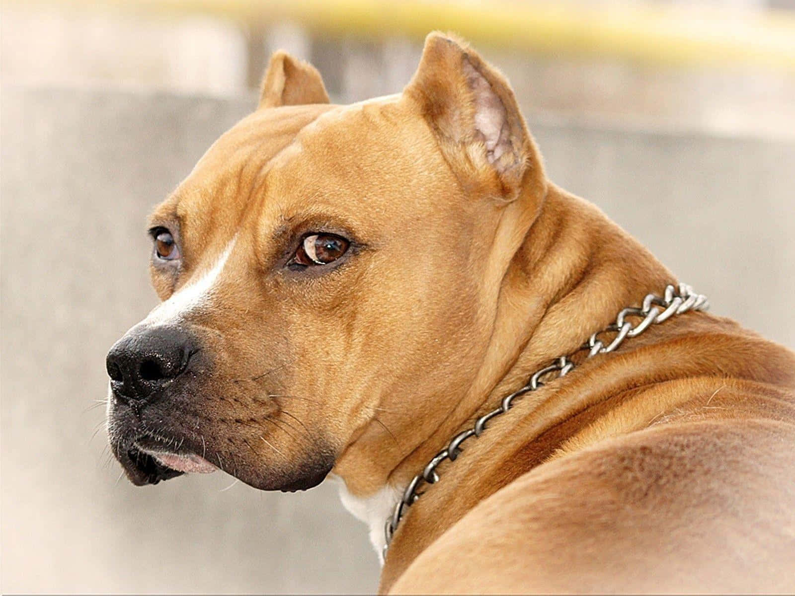 狗 桌布 壁紙 — 一隻棕褐色比特犬戴著鏈條項圈，在模糊的混凝土背景下專注地凝視一側的特寫。