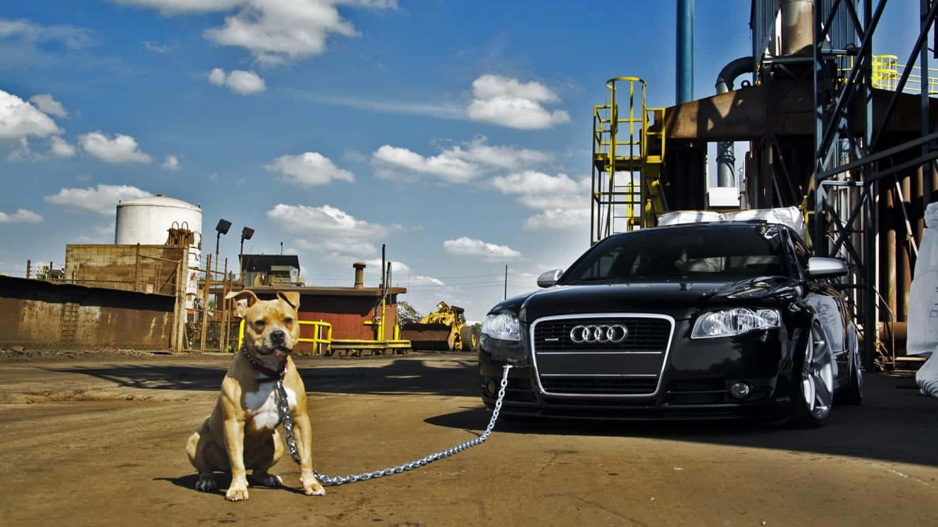 狗 桌布 壁紙 — 一隻棕褐色比特犬被鏈條拴在黑色奧迪轎車旁邊，位於生鏽的工業場地，上方是晴朗藍天和蓬鬆白雲。
