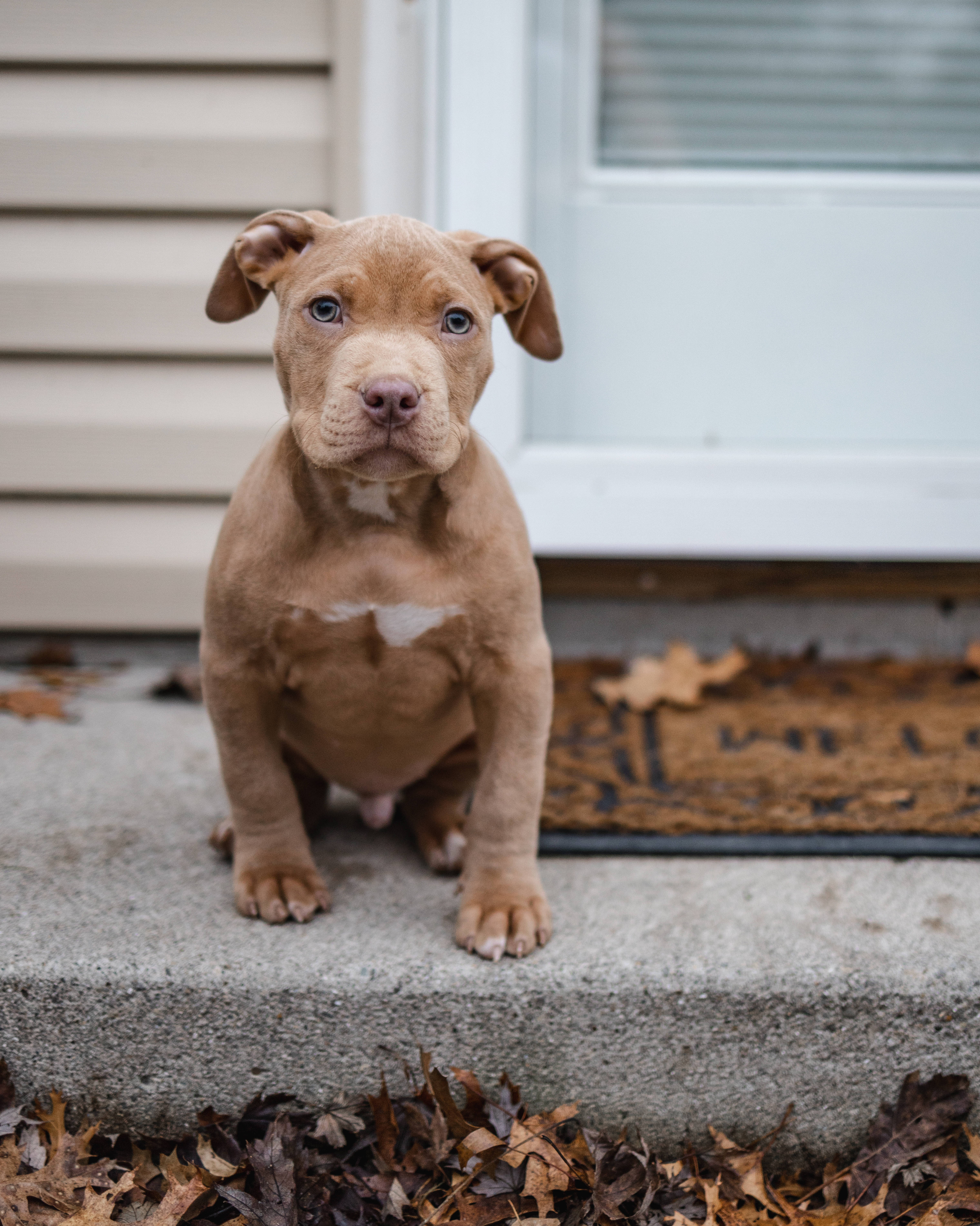 Pitbull 桌布 壁紙 — 一隻棕褐色比特鬥牛犬幼犬，藍色眼睛，專注地坐在混凝土台階上，周圍散落著秋天的落葉。