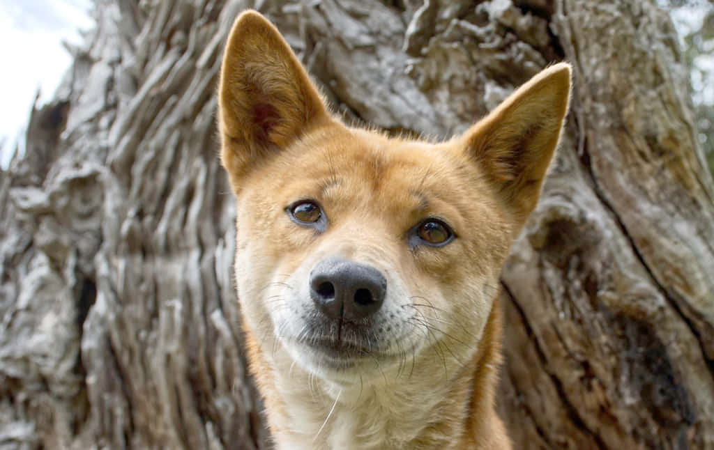 動物 桌布 壁紙 — 一隻棕褐色澳洲野狗的特寫，耳朵警覺，眼神深邃，凝視前方，背景是紋理分明的樹幹。