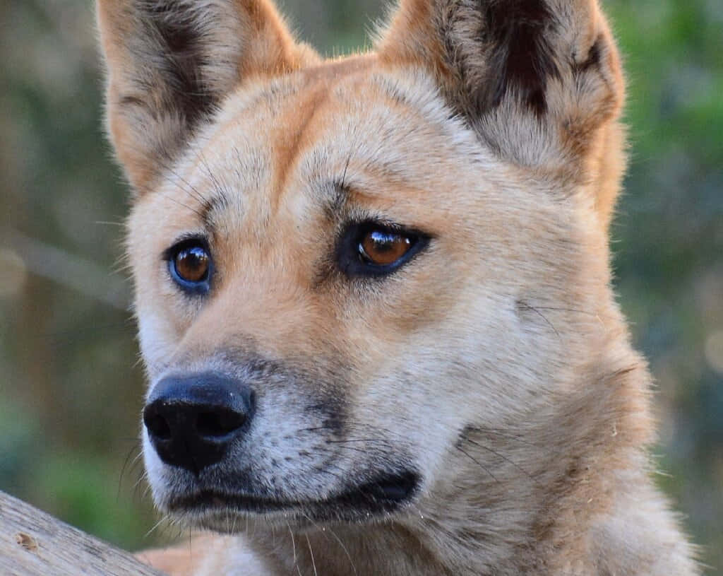 動物 桌布 壁紙 — 一隻棕褐色狗的特寫，牠有警覺的耳朵和充滿靈魂的棕色眼睛，在模糊的綠色背景下若有所思地凝視。