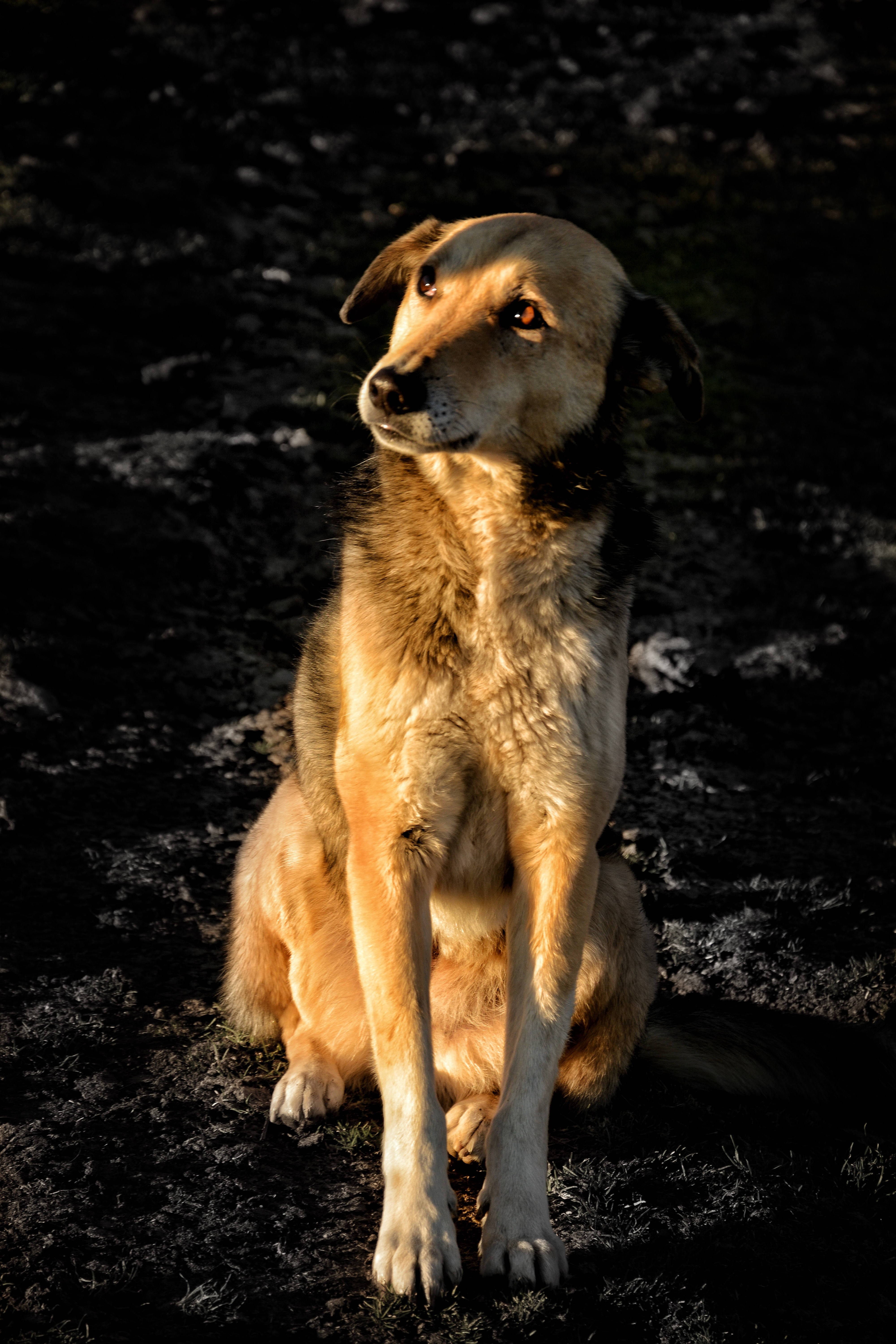 寵物動圖 桌布 壁紙 — 一隻棕褐色狗警覺地坐在斑駁陽光下的暗色泥土上，眼神若有所思，背景陰暗。
