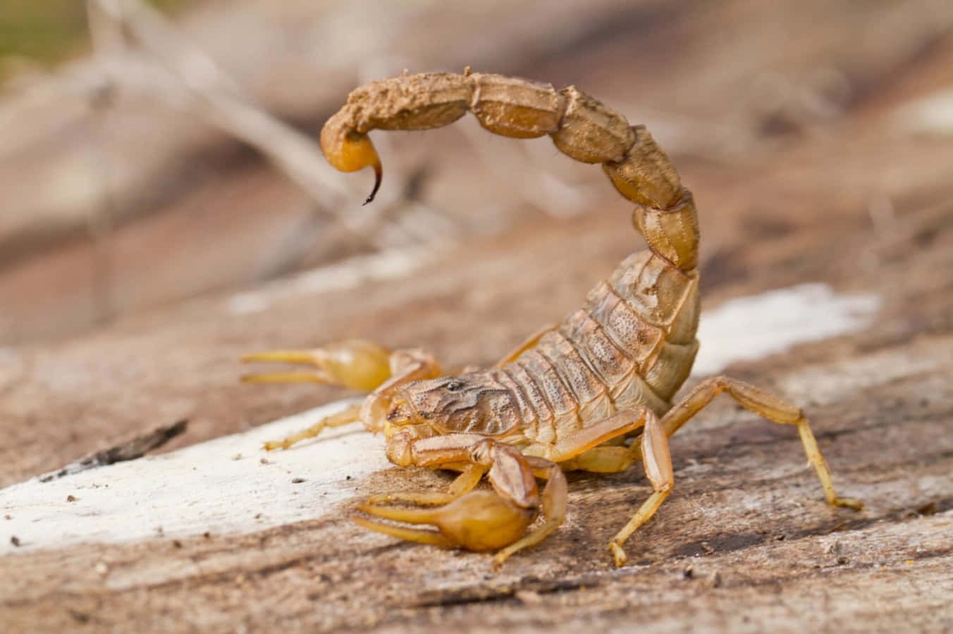 scorpion 桌布 壁紙 — 一隻棕褐色蠍子停在風化木上，尾巴高高拱起的詳細特寫。