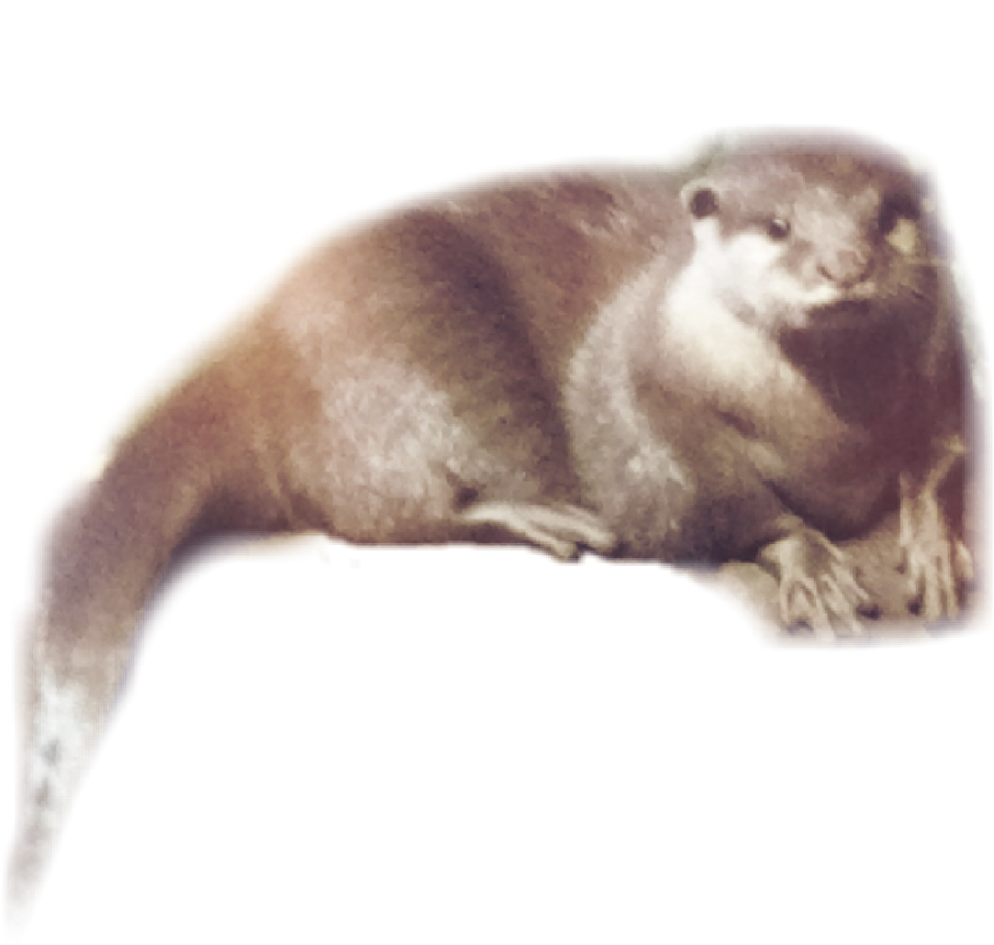 Otter 桌布 壁紙 — 一隻棕褐色調的水獺在純黑背景下以放鬆姿勢蜷縮著。