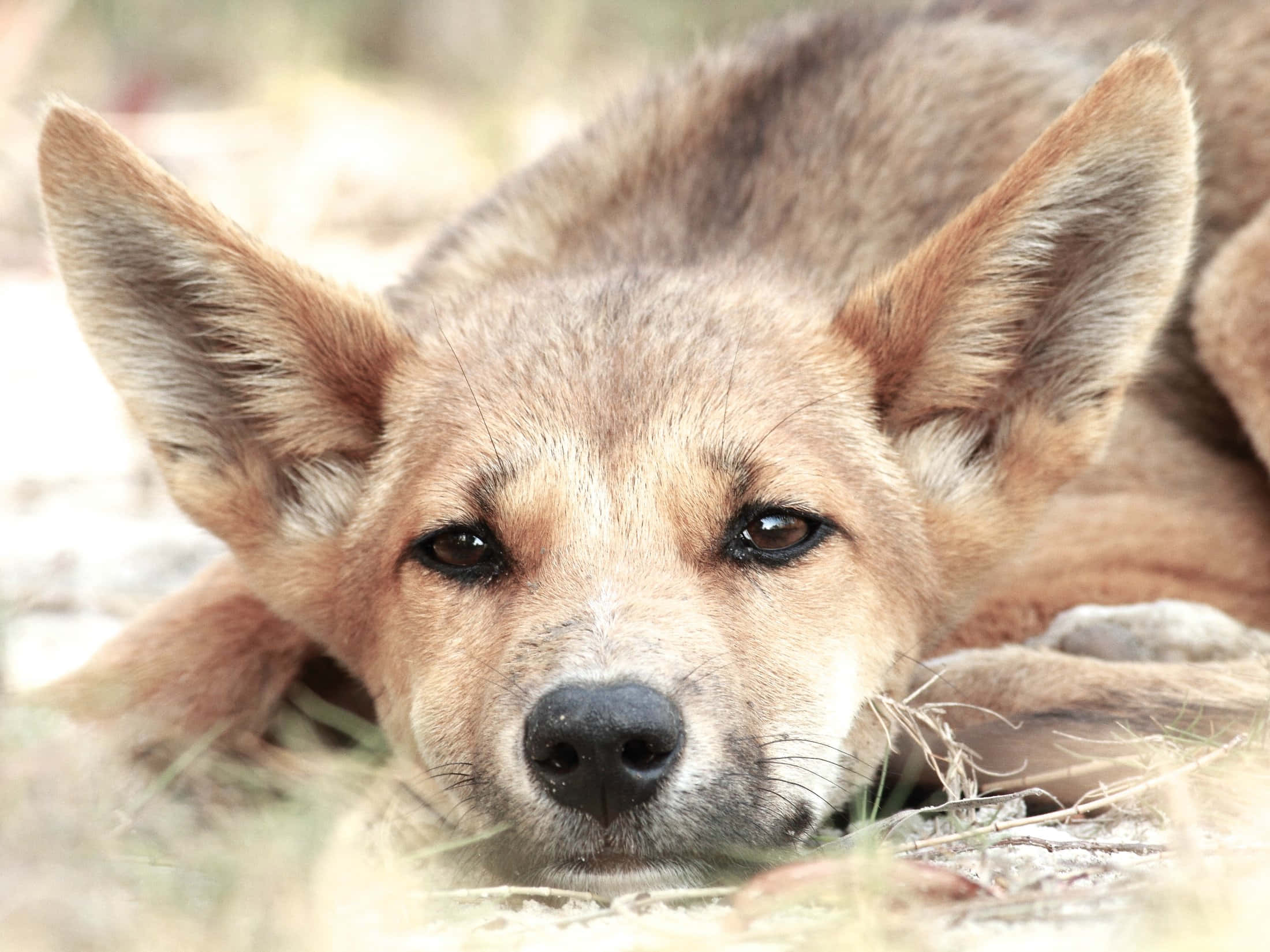 動物 桌布 壁紙 — 一隻棕褐色野狗將頭擱在乾草上休息的特寫，背景柔和。