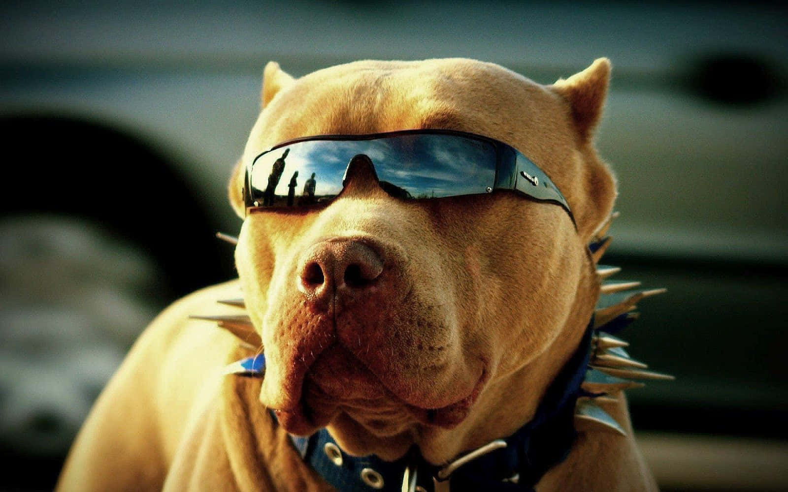 桌布 壁紙 — 一隻棕褐色鬥牛犬戴著酷炫太陽眼鏡和釘項圈，自信地凝視鏡頭，背景有一輛模糊的汽車。
