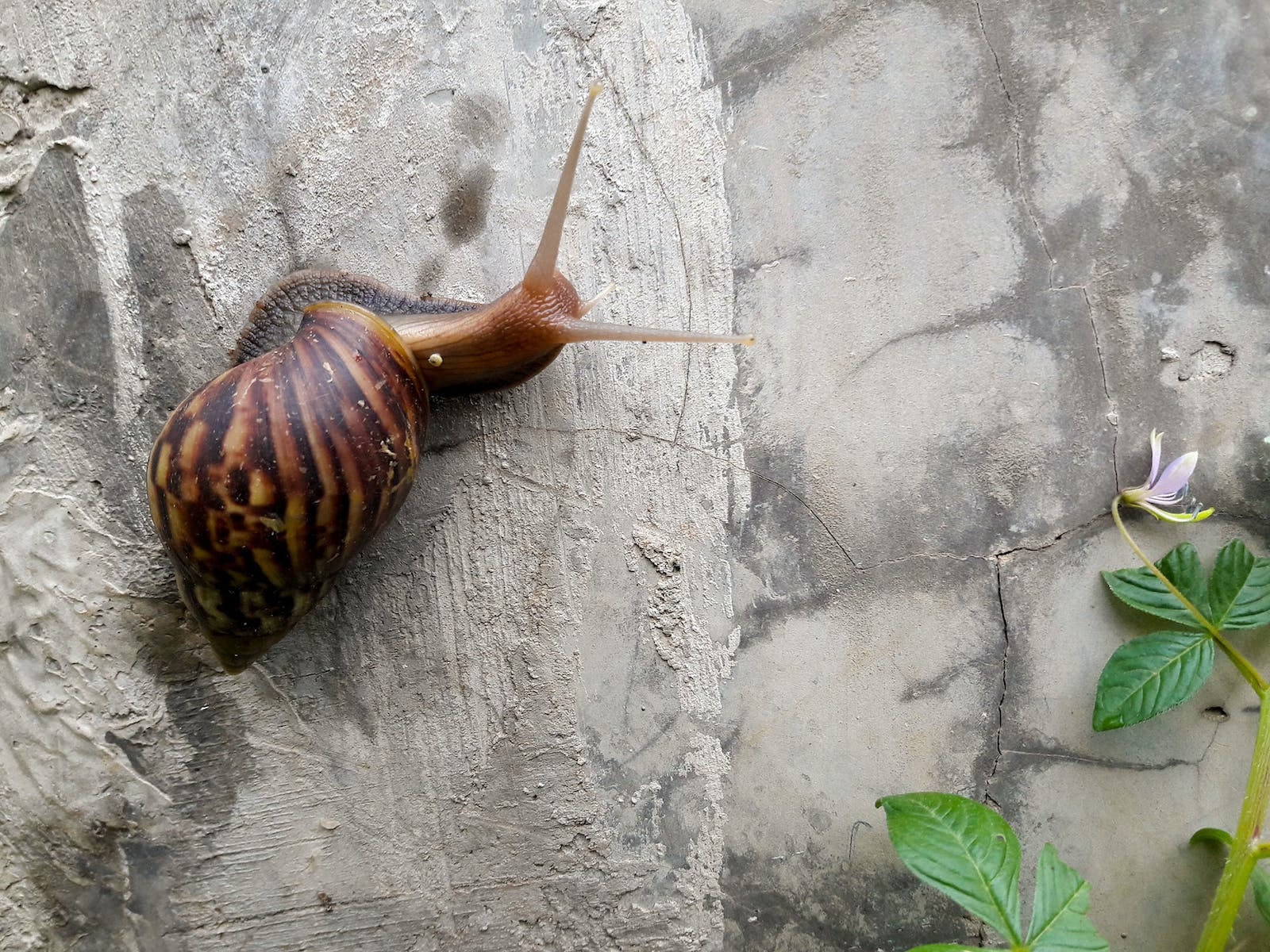 Snail 桌布 壁紙 — 一隻棕黃相間的蝸牛緩慢地爬過一道裂開的灰色混凝土牆，旁邊有一朵小小的紫色花。