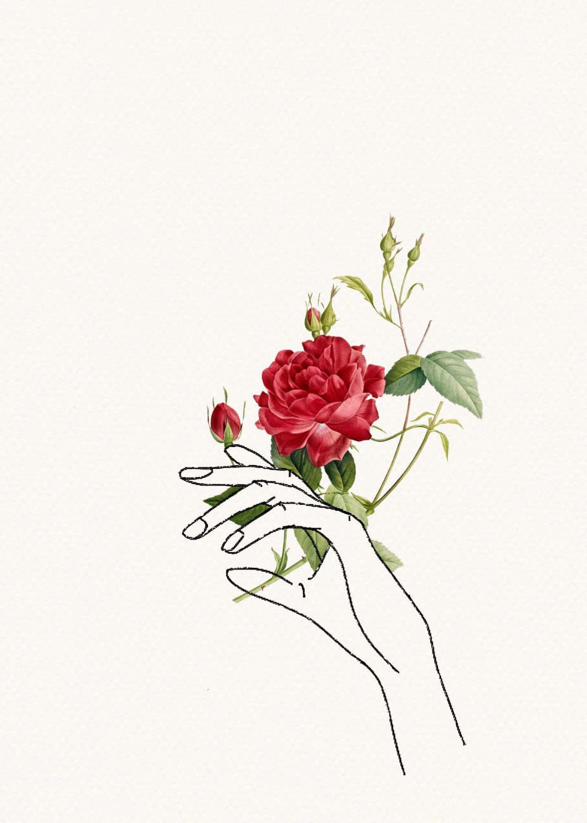 Floral Art 桌布 壁紙 — 一隻極簡線條藝術的手，在柔和的米白色背景上，輕輕捧著一朵帶有綠葉和花蕾的鮮紅玫瑰。