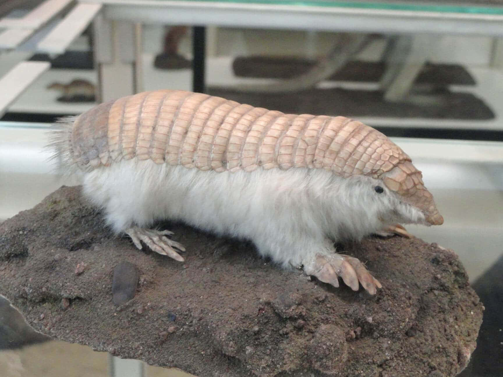 Weird Animal 桌布 壁紙 — 一隻標本犰狳，外殼蒼白，毛髮白色，安放在博物館展示櫃內一塊有紋理的石頭上。
