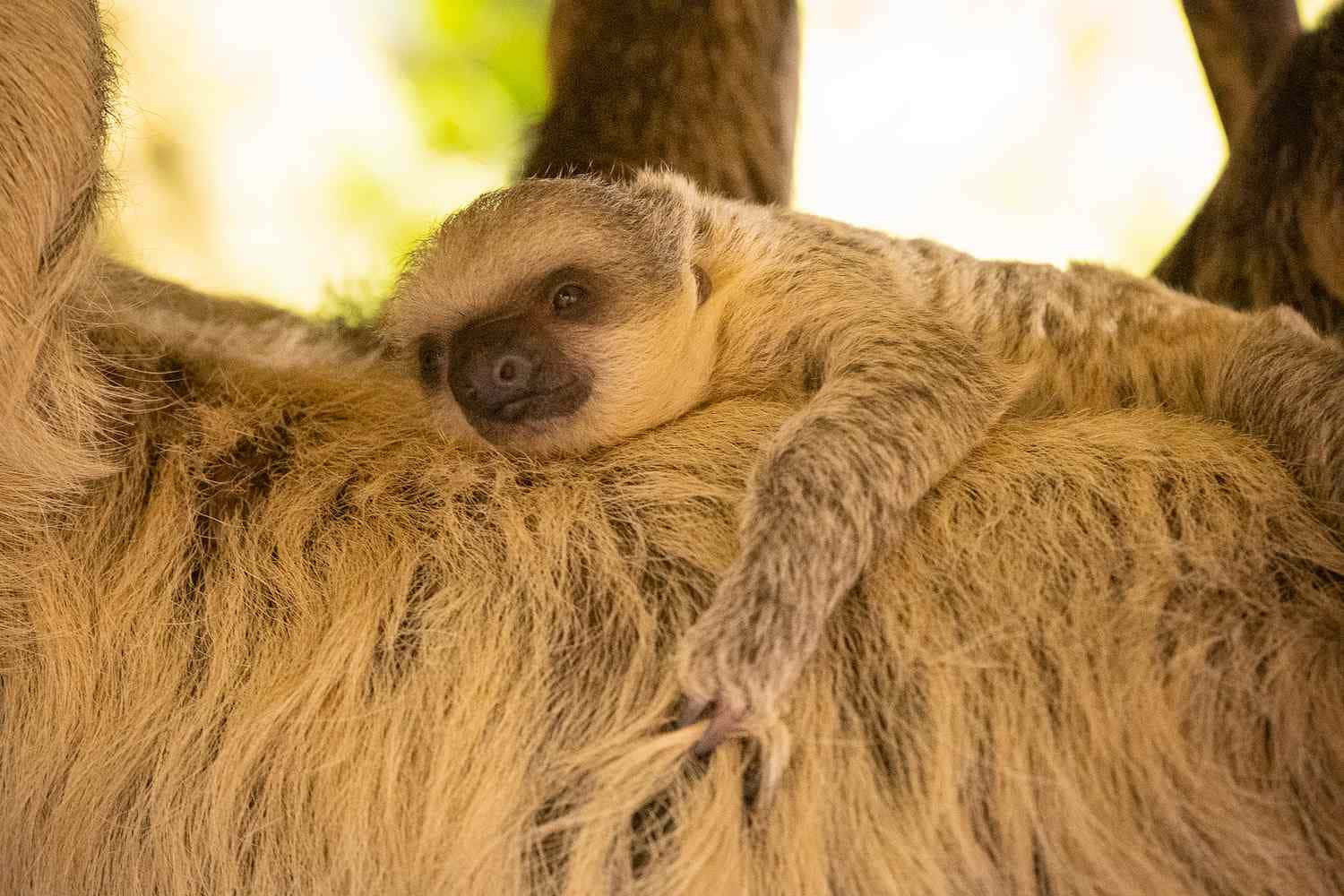 動物 桌布 壁紙 — 一隻樹懶寶寶在陽光明媚的森林環境中，安詳地躺在媽媽毛茸茸的背上休息。