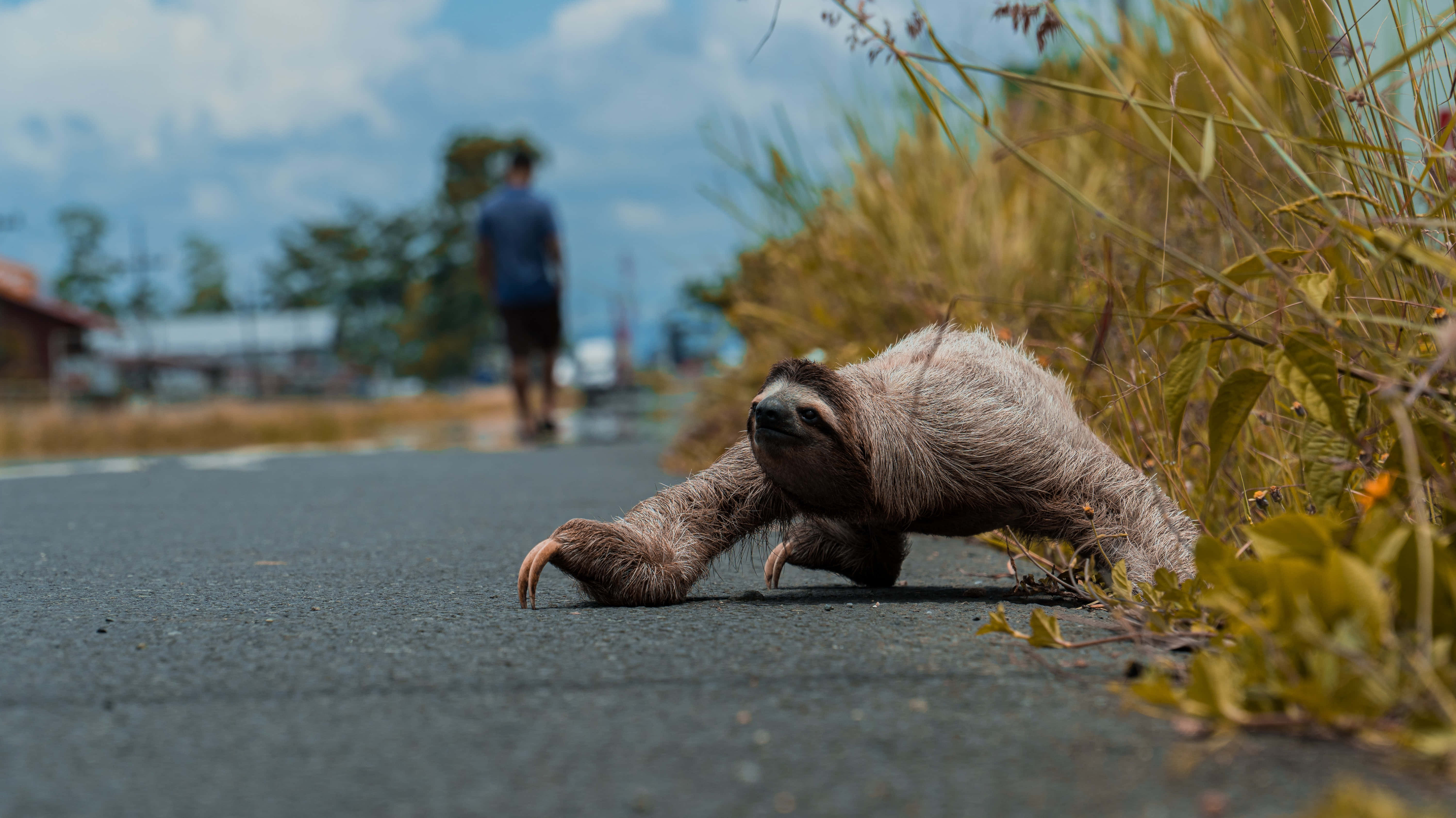樹懶 桌布 壁紙 — 一隻樹懶緩慢地爬過一條鋪砌的道路，背景中有一個模糊的人影在行走，天空部分多雲。