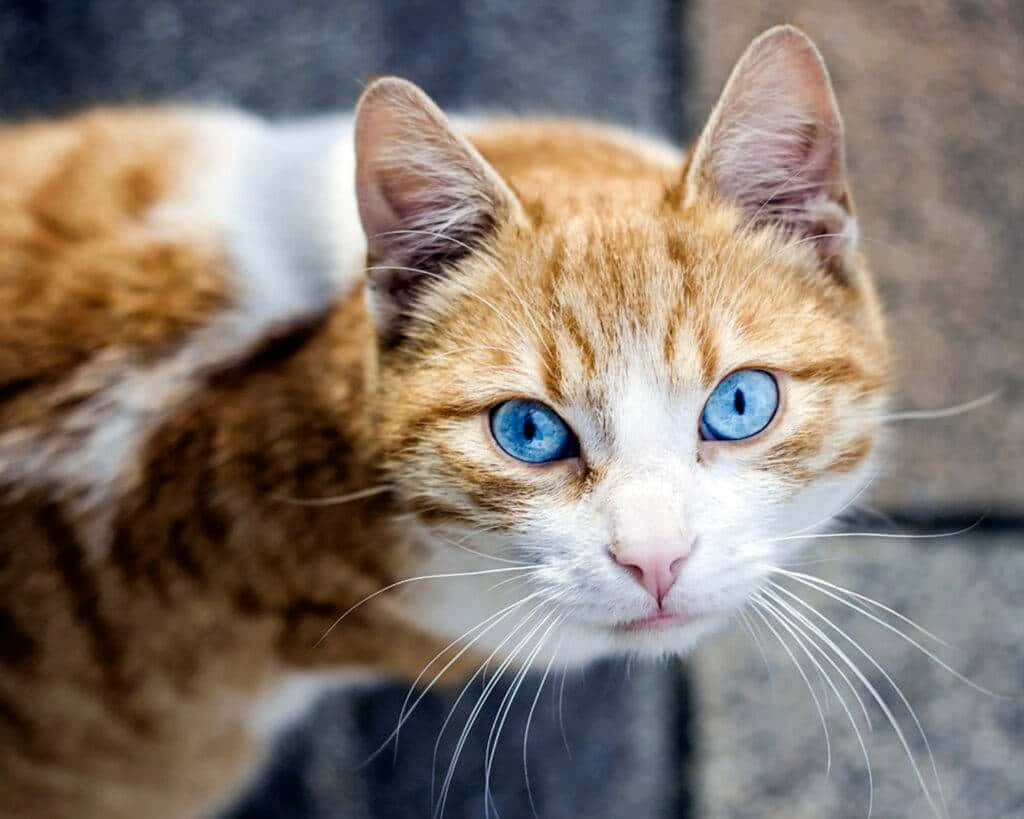 Ojos Azules Cat 桌布 壁紙 — 一隻橘白相間的貓咪，擁有引人注目的藍色眼睛，專注地凝視著鏡頭的特寫。