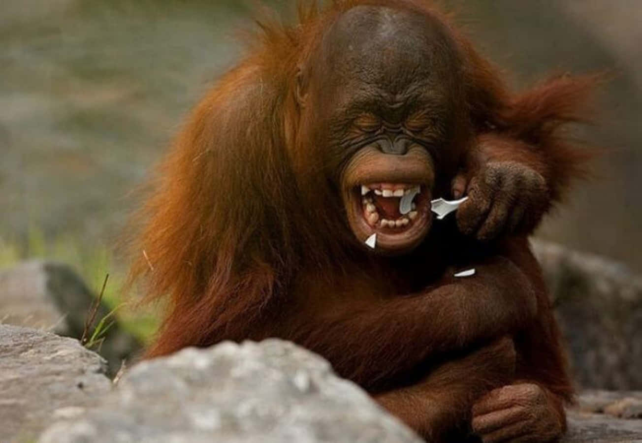 Monkey Funny 桌布 壁紙 — 一隻橙紅色毛髮的猩猩特寫，嘴裡叼著白色物體大笑，背景是模糊的岩石。