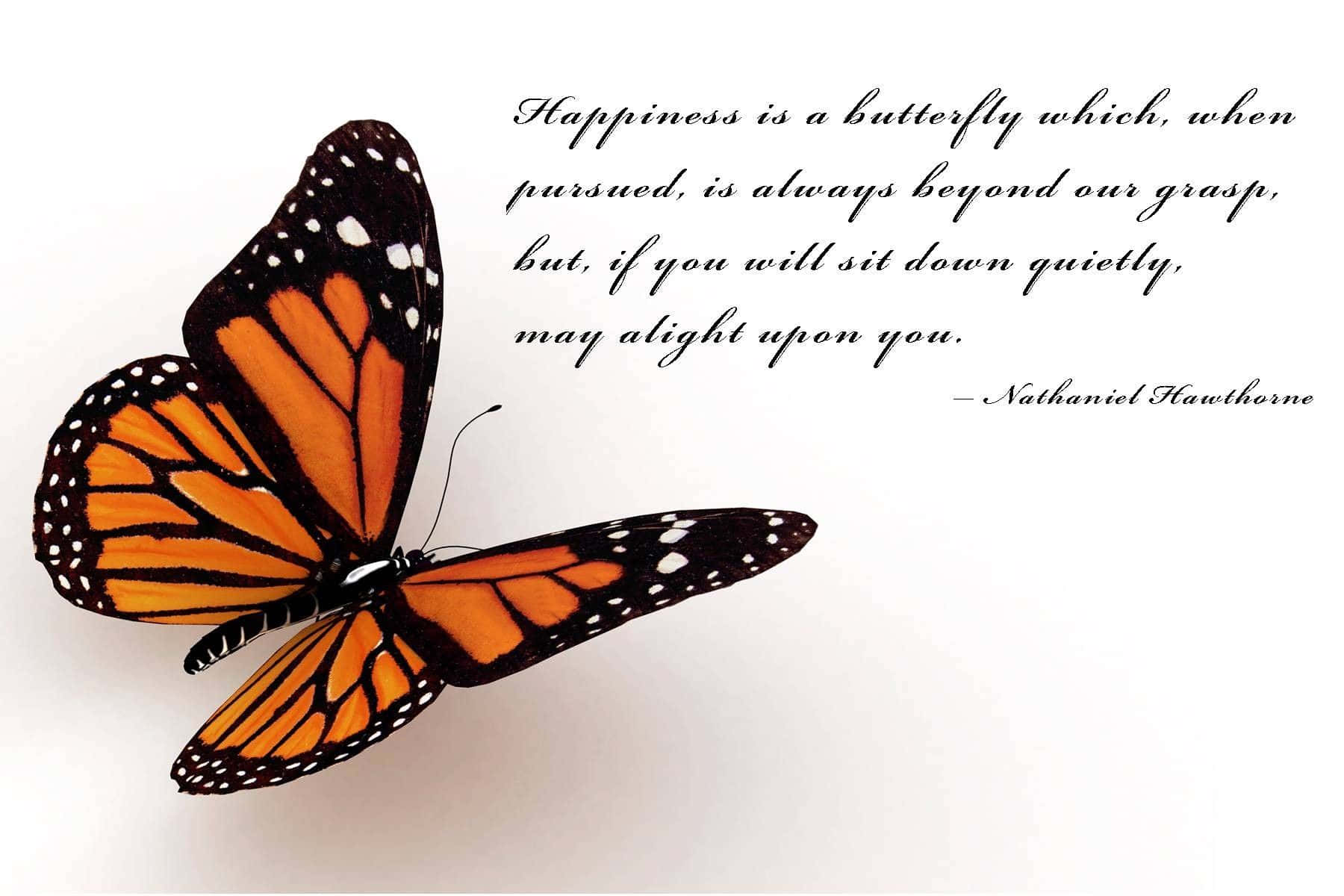 Butterfly Quotes 桌布 壁紙 — 一隻橙色和黑色翅膀的帝王蝶停在白色背景上，旁邊是手寫的關於快樂的名言。