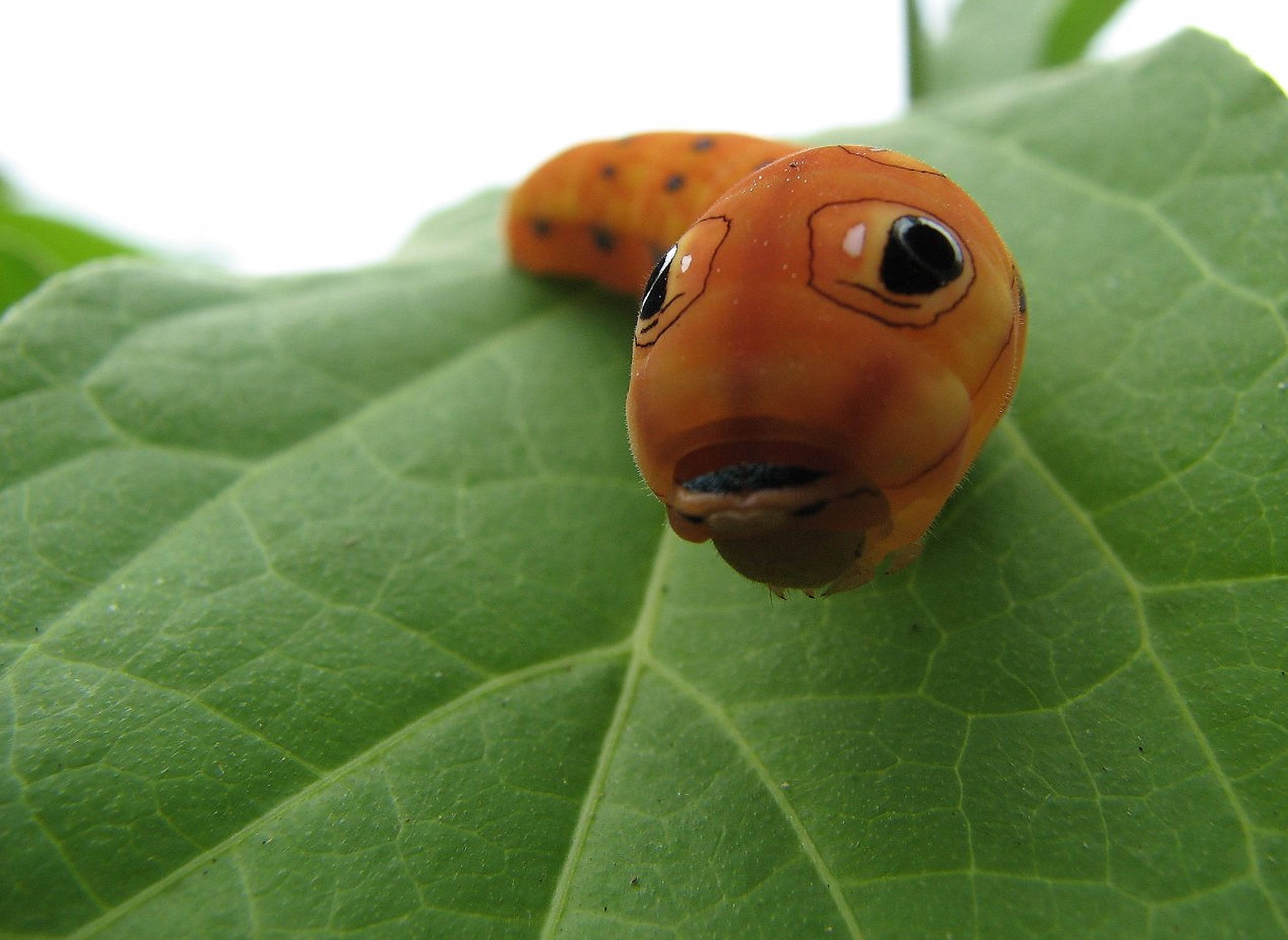 Caterpillar Insect 桌布 壁紙 — 一隻橙色毛毛蟲的特寫，帶有手繪卡通眼睛，棲息在充滿活力的綠葉上。