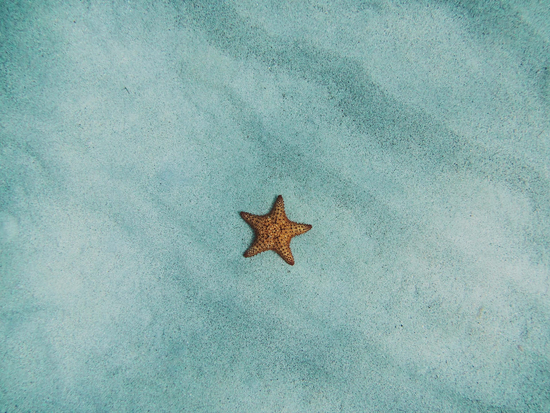 Starfish 桌布 壁紙 — 一隻橙色海星在柔和的自然光下，躺在有紋理的藍綠色沙子上。