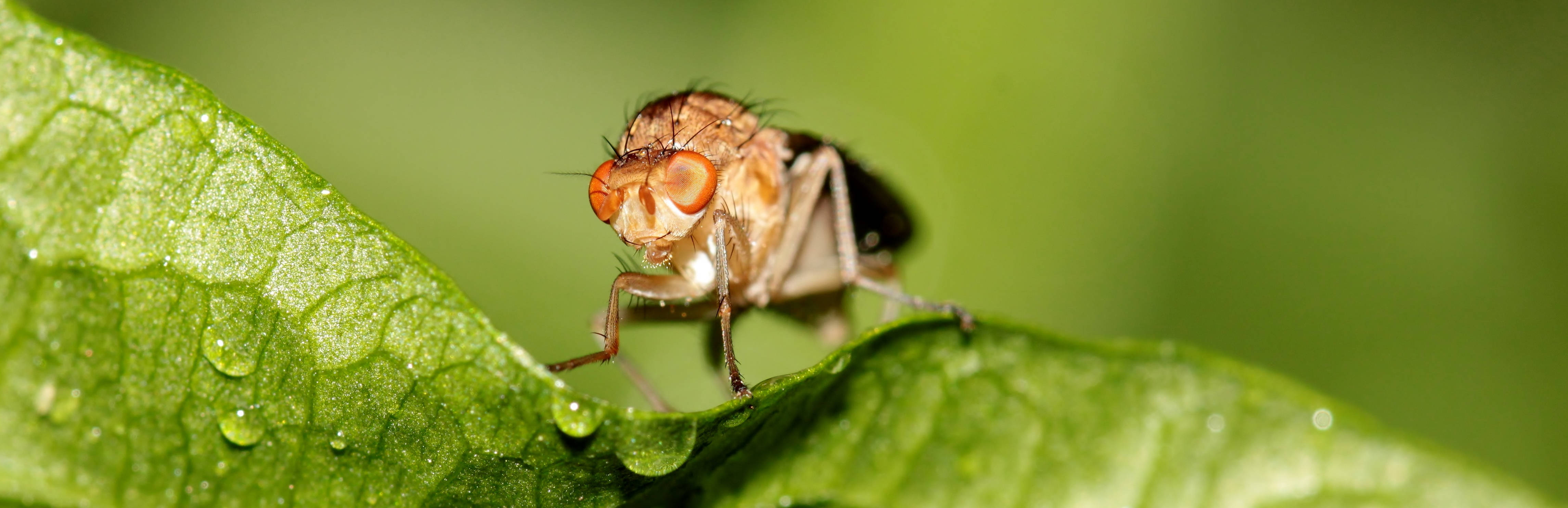 fly 桌布 壁紙 — 一隻橙色眼睛的小蒼蠅停在沾滿露水的綠葉上的特寫。